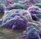 regen_med_conferece_oct_2013